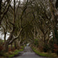 Dark Hedges, Northern Ireland - Photographic Print
