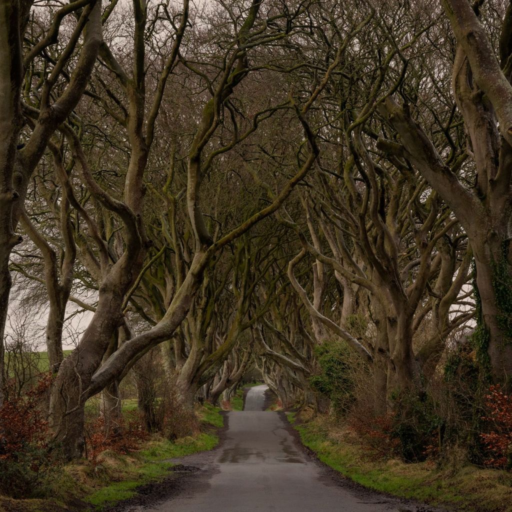 The Dark Hedges, Northern Ireland - Photo Printed on Wood