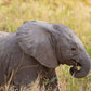 Baby Elephant - Photographic Print