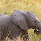 Baby Elephant - Photographic Print