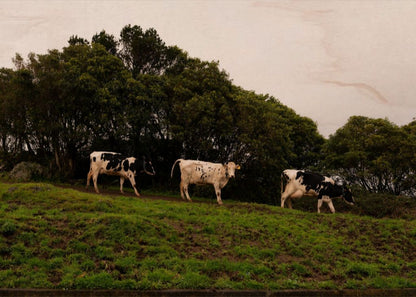 3 Cows Fine Art Photograph Printed on Wood