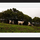 Fine Art Photography 3 Cows Framed Photograph by Leah Ramuglia
