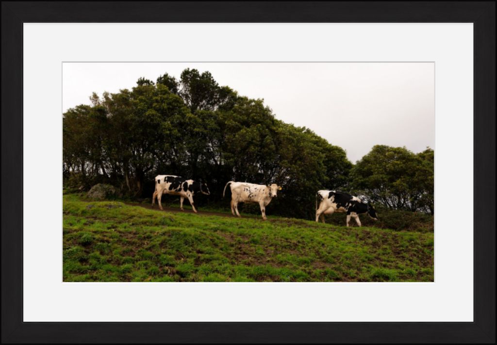 Fine Art Photography 3 Cows Framed Photograph by Leah Ramuglia