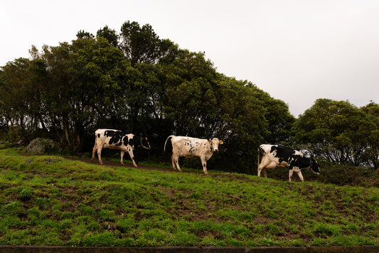 3 Cows Fine Art Photograph Printed on Wood